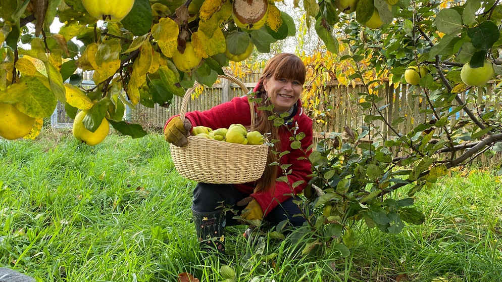 Quitten im Querbeet-Garten - Ernte und Rezept: Fruchtriegel mit Quitte mit Sabrina Nitsche | Bild: Julia Schade