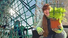 Gewächshaus vorbereiten für Salat im Querbeet-Garten mit Sabrina Nitsche
| Bild: BR / Michael Ackermann