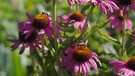 Top 5 der Echinacea (Sonnenhut) mit Eva Giesel, Gärtnerei Augustin, Effeltrich, Lkr. Forchheim
| Bild: BR / Tino Müller