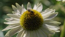 Top 5 der Echinacea (Sonnenhut) mit Eva Giesel, Gärtnerei Augustin, Effeltrich, Lkr. Forchheim
| Bild: BR / Tino Müller