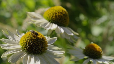 Top 5 der Echinacea (Sonnenhut) mit Eva Giesel, Gärtnerei Augustin, Effeltrich, Lkr. Forchheim
| Bild: BR / Tino Müller