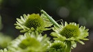 Top 5 der Echinacea (Sonnenhut) mit Eva Giesel, Gärtnerei Augustin, Effeltrich, Lkr. Forchheim
| Bild: BR / Tino Müller