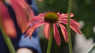 Top 5 der Echinacea (Sonnenhut) mit Eva Giesel, Gärtnerei Augustin, Effeltrich, Lkr. Forchheim
| Bild: BR / Tino Müller