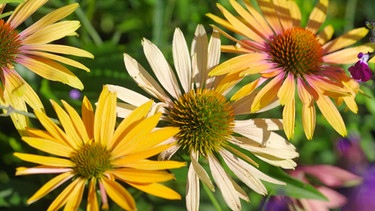 Top 5 der Echinacea (Sonnenhut) mit Eva Giesel, Gärtnerei Augustin, Effeltrich, Lkr. Forchheim
| Bild: BR / Tino Müller