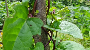 Wurzelgemüse ernten im Querbeet-Garten mit Sabrina Nitsche | Bild: Tobias Bode