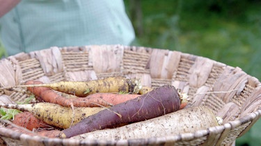 Wurzelgemüse ernten im Querbeet-Garten mit Sabrina Nitsche | Bild: Tobias Bode