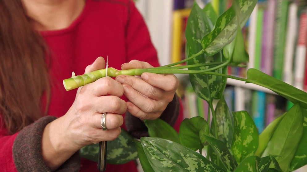 Querbeet Die Gartensendung Br Fernsehen Fernsehen Br De