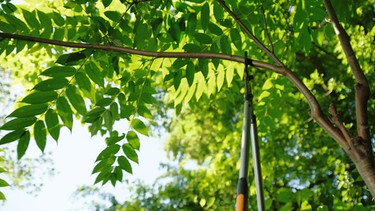 Chinesischer Surenbaum (Toona sinensis), ein Gemüsebaum von Barbara Krasemann (Dixenhausen, Lkr. Roth) | Bild: BR / Marion Heinz