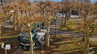 Schloss Herrenchiemsee: Platanen schneiden mit Rainer Späth | Bild: Tobias Bode