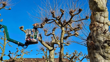 Schloss Herrenchiemsee: Platanen schneiden mit Rainer Späth | Bild: Tobias Bode