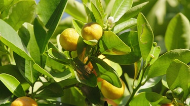 Schloss Herrenchiemsee: Citrus | Bild: BR / Detlef Krüger