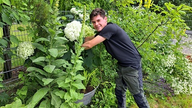 Hortensien im Trog mit Elias Schmitt aus Heroldsbach (Lkr. Forchheim) | Bild: Jan Kerckhoff