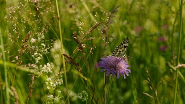 Hortus insectorum | Bild: BR