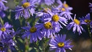 Aster amellus (Kalk-Aster) | Bild: Christian Müller