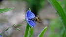 Linum perenne (Stauden-Lein) | Bild: Christian Müller