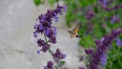 Nepeta x faassennii (Niedrige Katzenminze) | Bild: Christian Müller