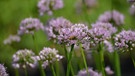 Allium Hyb. 'Summer Beauty' (Sommer-Lauch) | Bild: Christian Müller