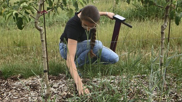 Mulchen Im Garten: Welche Mulchmaterialien Funktionieren? | Querbeet ...