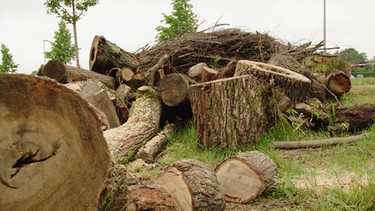 Naturgarten Bayreuth | Bild: BR