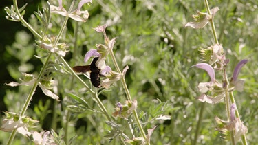 Naturgarten Bayreuth | Bild: BR