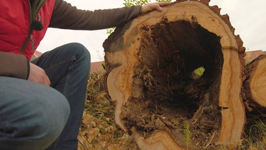 Naturgarten Hortus Nocte Mainbernheim | Bild: BR