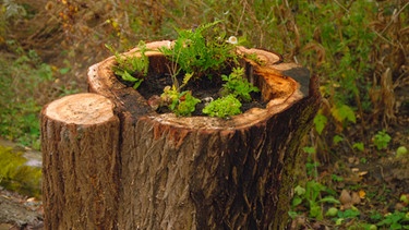 Naturgarten Hortus Nocte Mainbernheim | Bild: BR