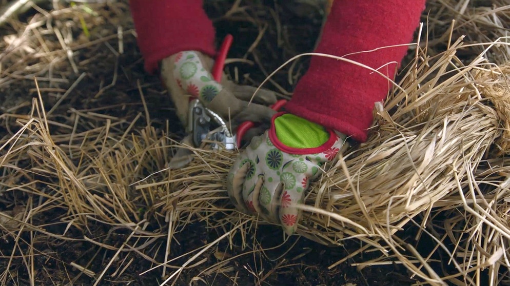 Querbeet Garten Tipp Stauden Schneiden Querbeet Br Fernsehen