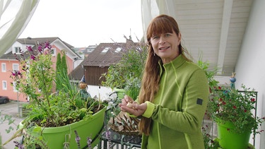 Blumenzwiebeln für den Balkon - Tipps von Sabrina Nitsche | Bild: BR / Bernhard Finger