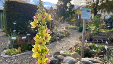 Querbeet Schaugarten Seeshaupt Bider | Bild: BR