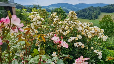 Der Garten von Dominique Schnetzer bei Basel (Schweiz) | Bild: Tobias Bode