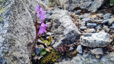 Botanischer Alpengarten Schynige Platte bei Interlaken (Schweiz) mit  Gärtnerin Jasmin Senn: Alpen-Soldanelle - Soldanella alpina | Bild: Tobias Bode