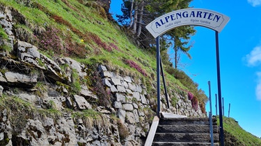 Botanischer Alpengarten Schynige Platte bei Interlaken (Schweiz) mit  Gärtnerin Jasmin Senn | Bild: Tobias Bode