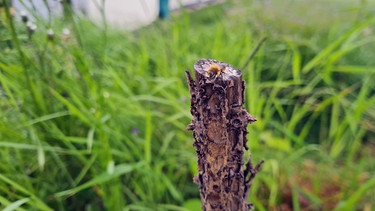 Wildbienen-Privatgarten von Claude Salafia in Subingen (Schweiz) | Bild: Tobias Bode