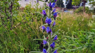 Wildbienen-Privatgarten von Claude Salafia in Subingen (Schweiz) | Bild: Tobias Bode