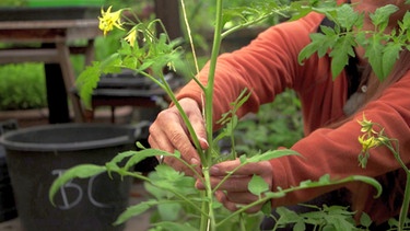 Tomatenpflege im Sommer | Bild: BR