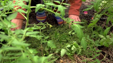 Tomatenpflege im Sommer | Bild: BR