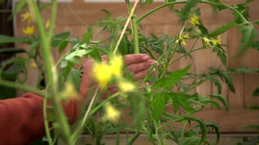 Tomatenpflege im Sommer | Bild: BR