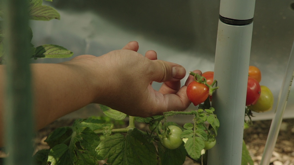 Gärtnern in der Stadt Projekt Plant a Seed Querbeet