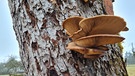 Austernseitling: Wintergemüse mit Norbert Schmäling (Oberthulba) | Bild: Tobias Bode