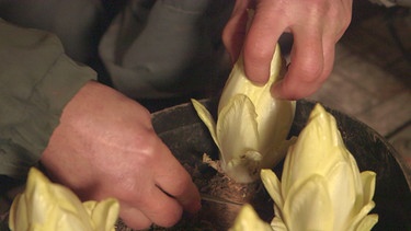 Wintergemüse mit Norbert Schmäling (Oberthulba) | Bild: BR / Tino Müller