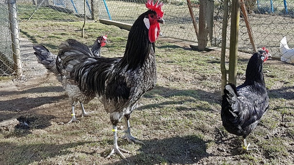 Raritaten Aus Bayern Bedrohte Nutztiere Und Ihre Halter Das