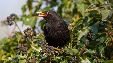 Heimische Vogelarten Was Ist Das Fur Ein Vogel In Meinem Garten Bayern 1 Radio Br De