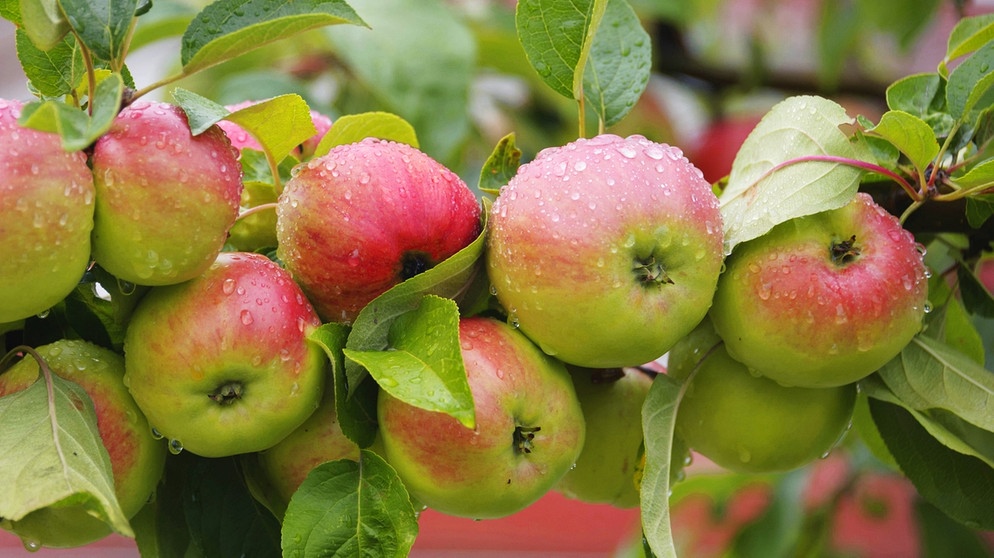 Roter Apfel gesund?: Welche Radio Bayern oder grüne? - Äpfel sind 1 gesünder | rote 