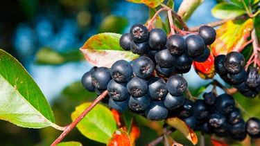 Apfelbeeren  | Bild: mauritius images / Alamy / Piotr Malczyk