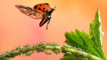 Asiatischer Marienkäfer (Harmonia axyridis), im Flug, Blattläuse | Bild: mauritius images  Andre Skonieczny  imageBROKER