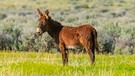 Symbolbild: Ein Esel steht in der kalifornischen Wildnis | Bild: mauritius images / Mike Lee / Alamy / Alamy Stock Photos