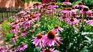 Ein Beet mit Sonnenhüten im August | Bild: mauritius images / Susie Kearley / Alamy / Alamy Stock Photos