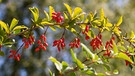 Berberitze Frucht | Bild: mauritius images / Frank Hecker / Alamy / Alamy Stock Photos