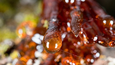 Harz an einem Baum im Wald | Bild: mauritius images / Andrea Izzotti / Alamy / Alamy Stock Photos