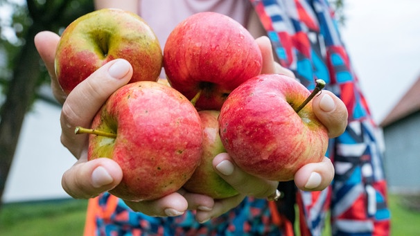 Eine Frau hat einige im Garten gepfückte Äpfel in der Hand und bietet sie an. | Bild: mauritius images / Westend61 / Ekaterina Yakunina